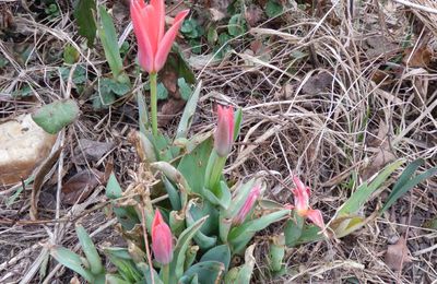 un début de fleur