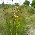 PHOTOS DE GARRIGUE