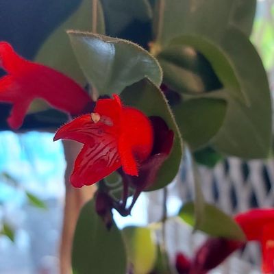 Fleurie toute l'année 