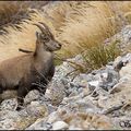 Sortie Bouquetin en Maurienne