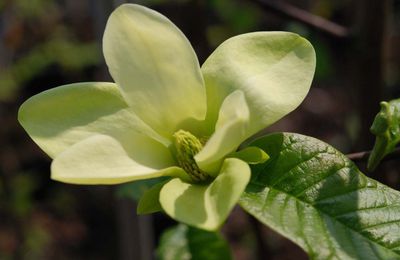 Magnolia 'Lemon Star'