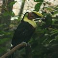 Zoo de Beauval - Catégorie Oiseaux 