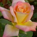 La rose Jean d'Ormesson 