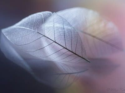 Transparence