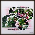 Jardin de Mimou - Weigelia