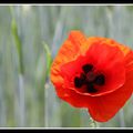 Coquelicot