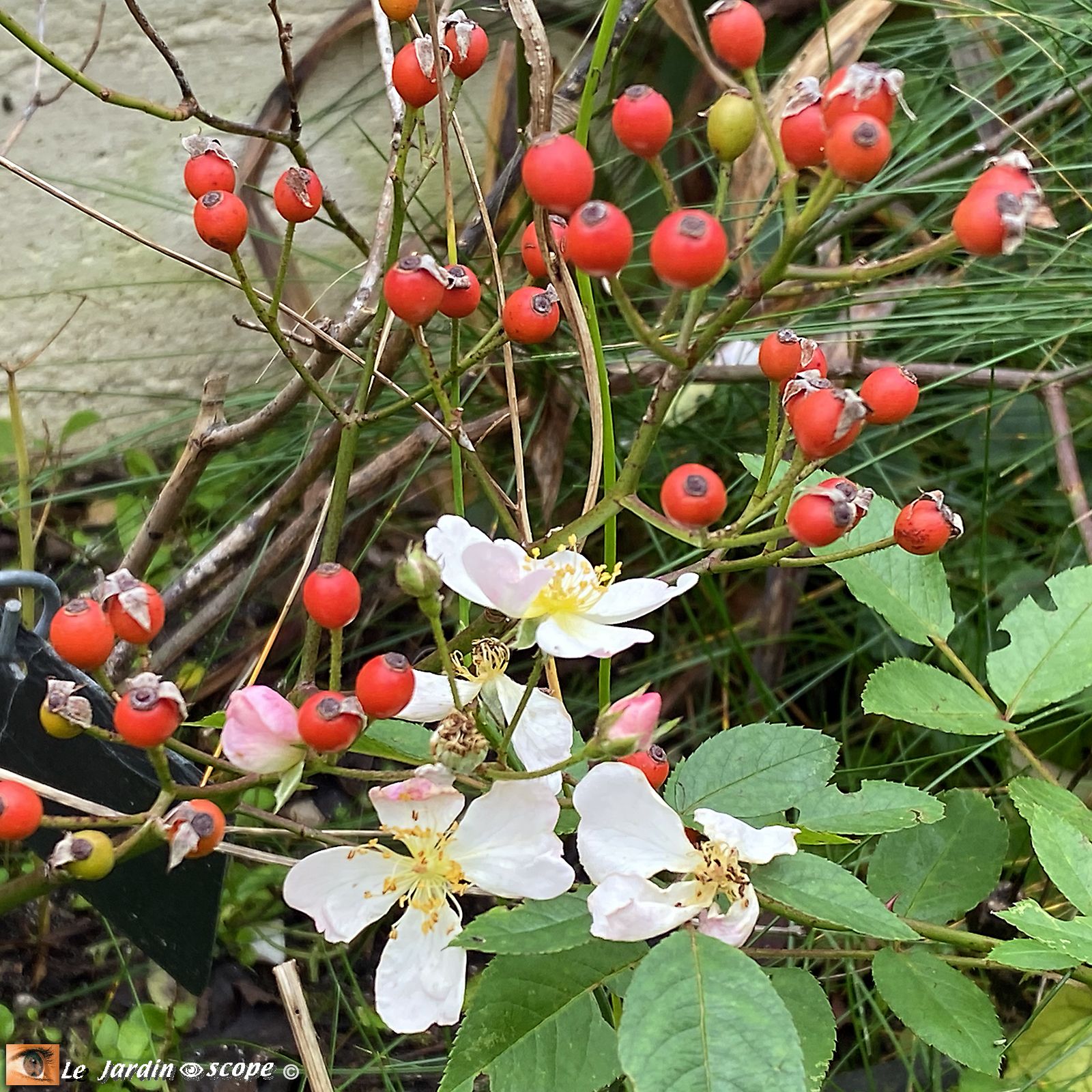 Rosa R'Eve d'Enfants