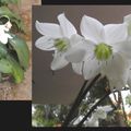 White Daffodils of Kerala 