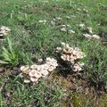 Le temps des champignons