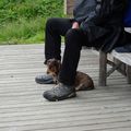 "caliner son chien est préférable à caresser l'idée, surtout quand elle n'a ni queue ni tête"