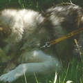 MALAMUTE D'ALASKA