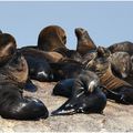 Afrique du Sud : les phoques à fourrure