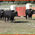 Mimizan choix des toros