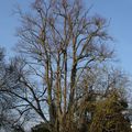 les arbres ont froid aux branches ...