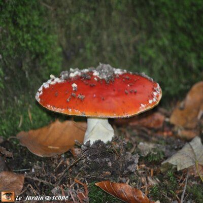 Les champignons et la sorcellerie 