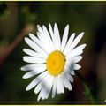 Fleurs: Marguerite des champs!