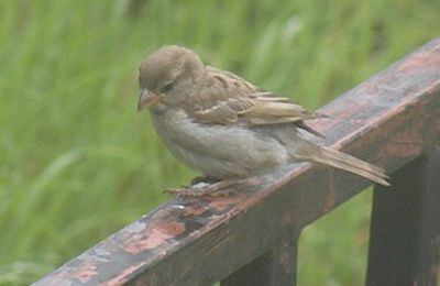 moineau domestique 