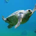 MEXIQUE - Un sanctuaire pour les Tortues de mer créé au Yucatan