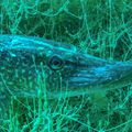 BioBlitz à la Gravière du Fort 