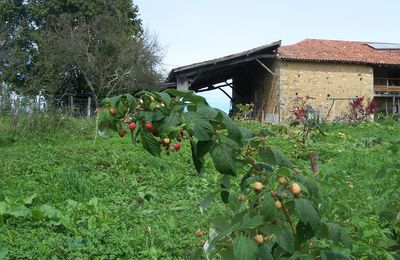 Des nouvelles des framboisiers...