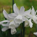 Narcissus 'Thalia'