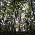 Walden Pond Foliage w/Isaure