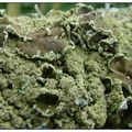 LICHENS ET CHAMPIGNONS