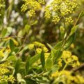 Fenouil ou Foeniculum Officinale ( Ombellifères)