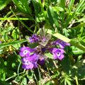 Petite flore du système d'Issaux et de la Pierre Saint Martin 