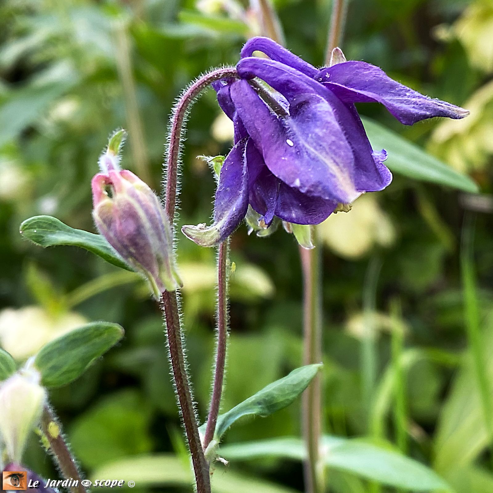 Ancolies Aquilegia