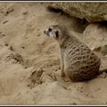 Pairi Daiza - Le suricate
