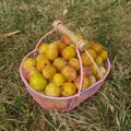 Des mirabelles normandes dans le panier de la petite