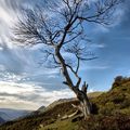 Des arbres et de ceux qui les aiment