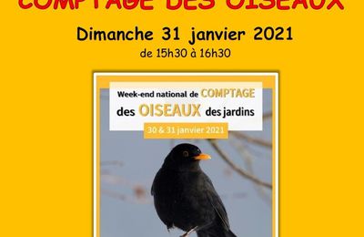 Dimanche 31 janvier: Comptage des oiseaux