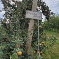 ...Cueillettes de pommes à Reyrieux dans l'Ain...(Scea Les vergers Penin)