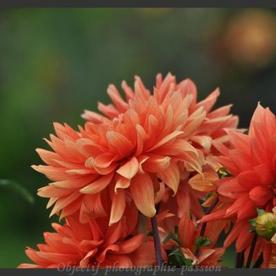 Parc Floral de la Source (Loiret)