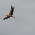 Cigogne au parc de Marquenterre