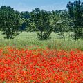 Couleurs de printemps