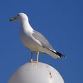 Une mouette qui c'est posée sur le lampadaire à