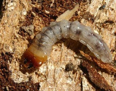 Sol et sous-sol : une biodiversité étonnante