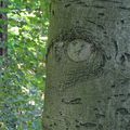 L'œil de l'arbre