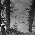 Cybèle ou les Dimanches de Ville d'Avray (1962) de Serge Bourguignon