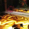 Tortues/table lumineuse