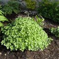 calamintha nepeta en boule dès Fin Mars et en fleurs de JUIN à fin Octobre terrain sec soleil AROMATIQUE