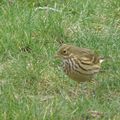 Pipit farlouse