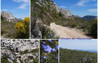 Dans la garrigue varoise - Le Baou des 4 Oures