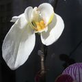Des orchidées boulevard de Verdun le 23 mars 2014 (1)
