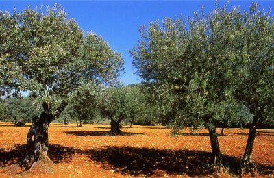 L'olivier : l'arbre de la persévérance