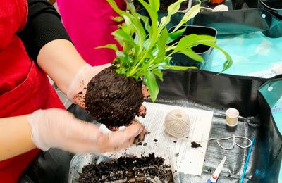 Prochain atelier fabrication d'un kokedama 2025