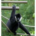 Gibbon à favoris blancs, zoo des Sables d'Olonne